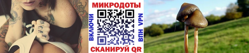 Купить где  Завитинск  Галлюциногенные грибы Psilocybine cubensis 